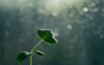 Life Transformed (John 20:1–18)